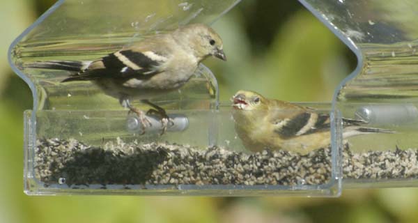 Female goldfinch contemplating a young male