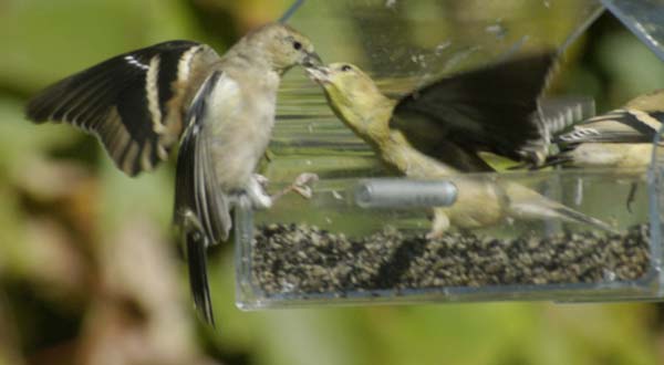 Goldfinch being fed by parent