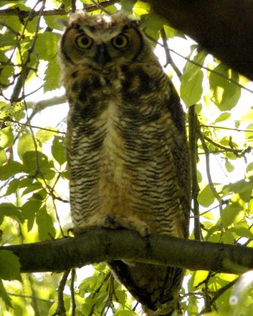 Immature great horned owl