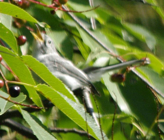 Blurry blue-gray gnatcatcher - with eye ring