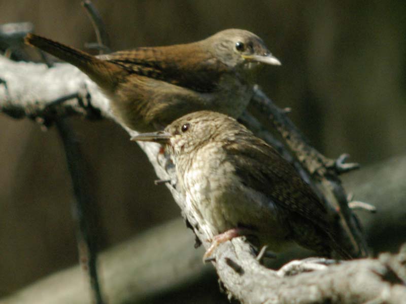Two house wrens
