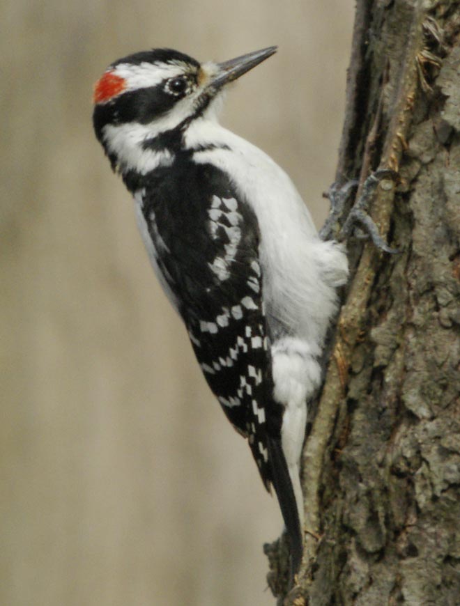 Male hairy woodpecker