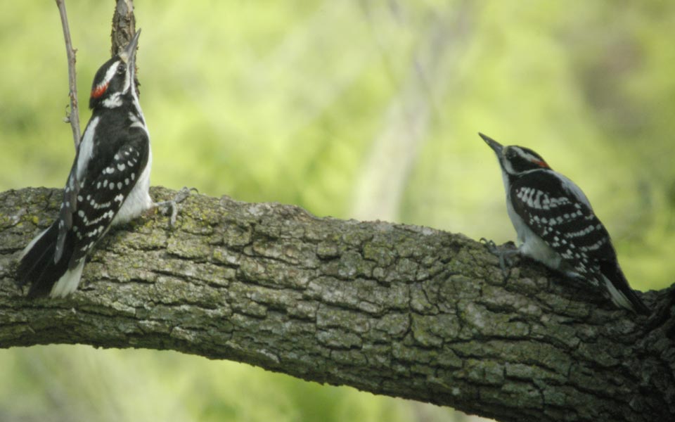 Two male hairy woodpeckers in a display contest