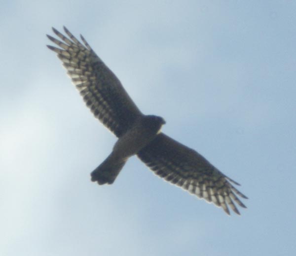 Northern harrier silhouetted against sky