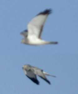 Composite of two images - wingbeat of a male northern harrier