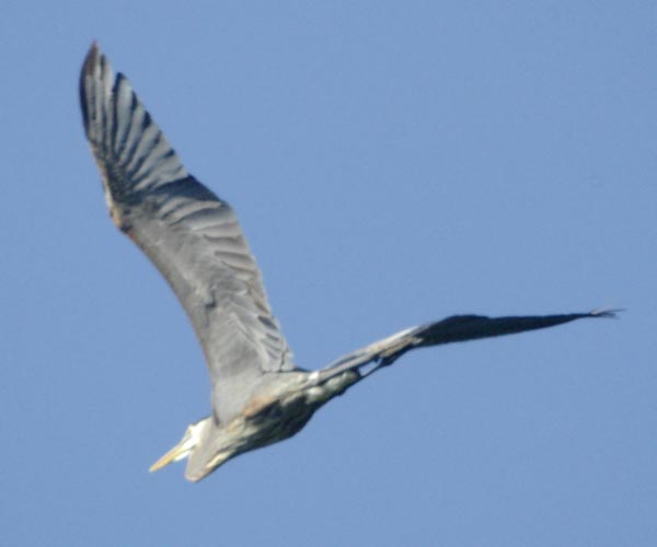 Great blue heron leaving