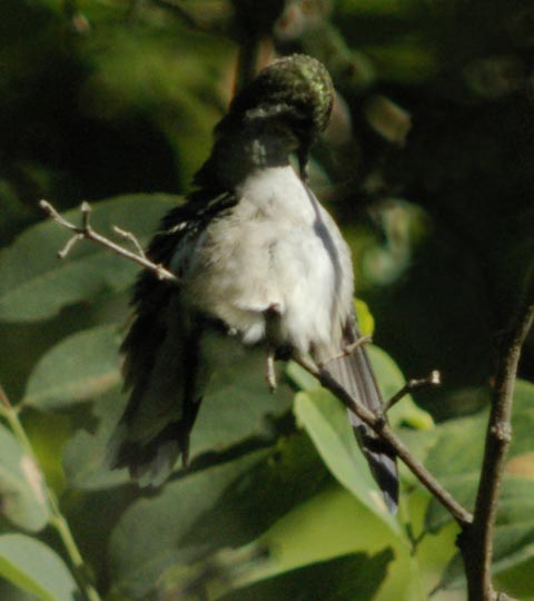 Fluffy: a ruby-throated hummingbird preening