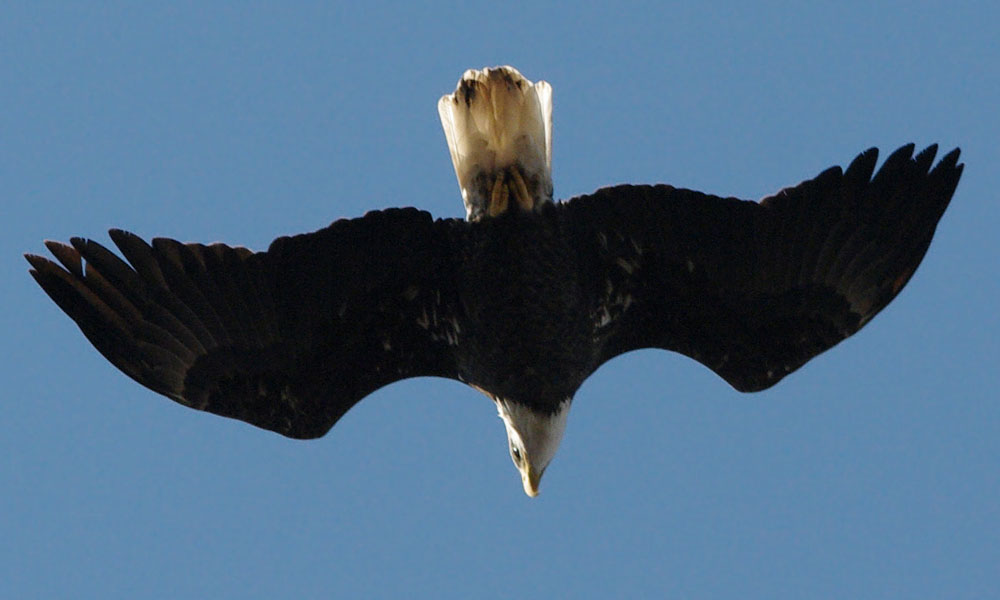 Bald eagle overhead