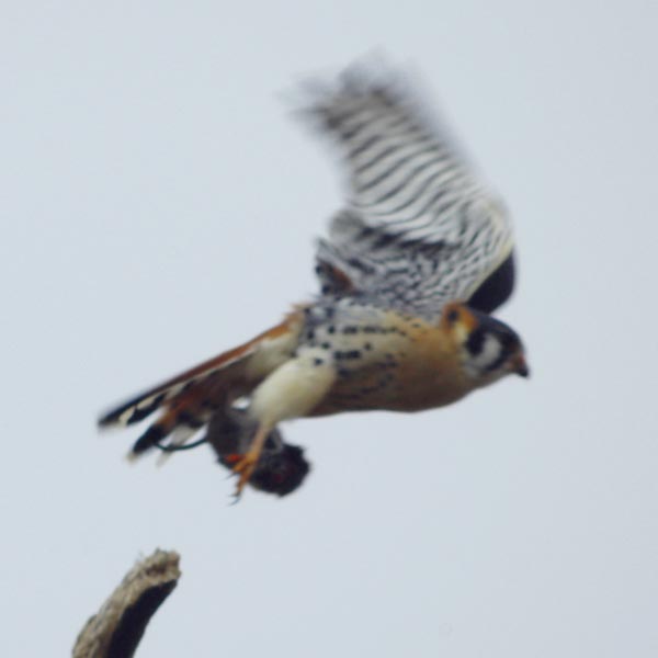 American kestrel taking off