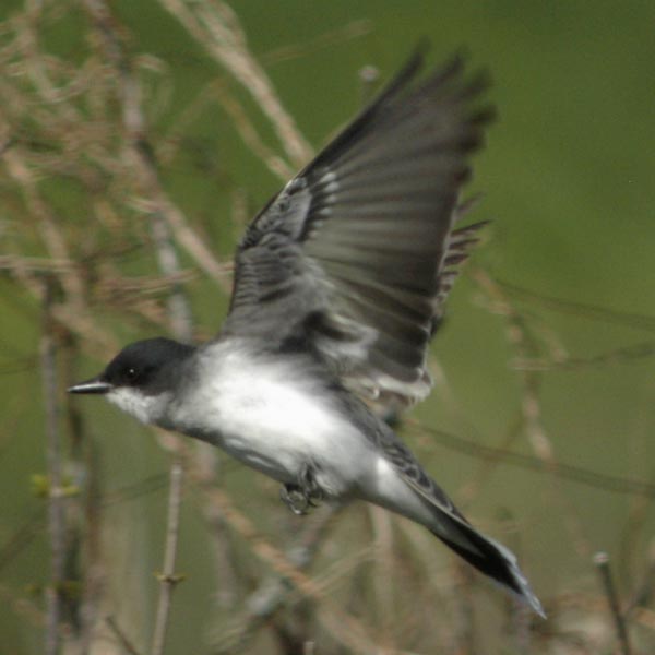 Eastern kingbird in flight