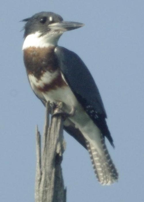 Female belted kingfisher
