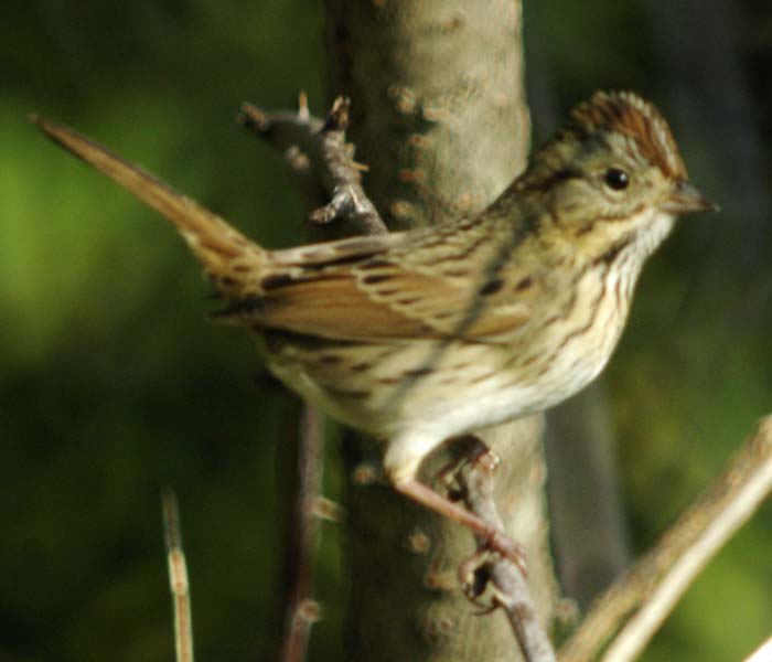 Lincoln sparrow