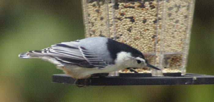 Intense white-breasted nuthatch