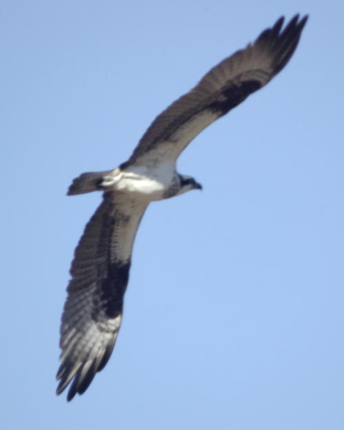 Female osprey in flight