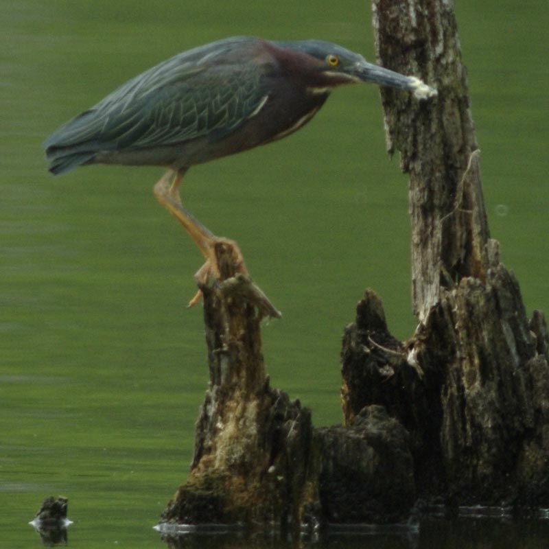 Green heron with bait