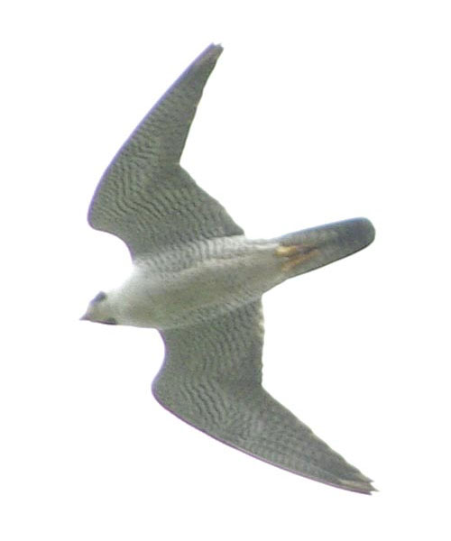Peregrine falcon directly above