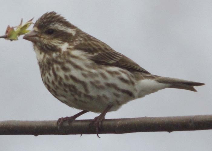 Female purple finch