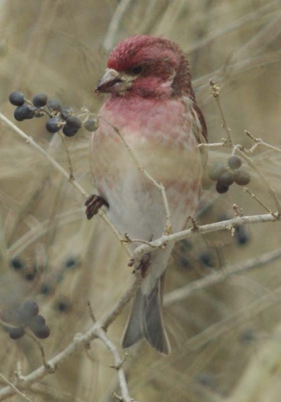 Male purple finch