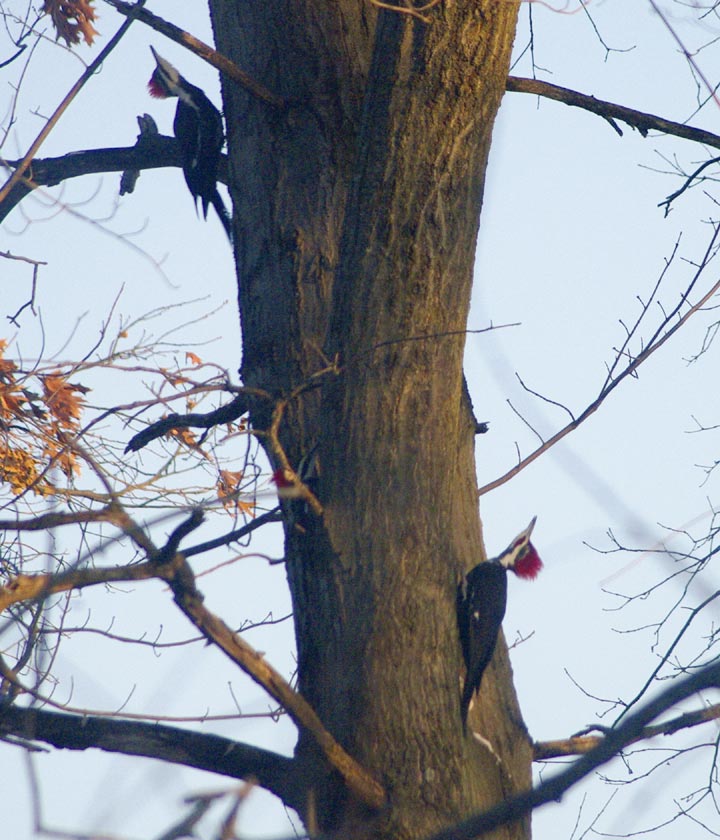 Three pileated woodpeckers