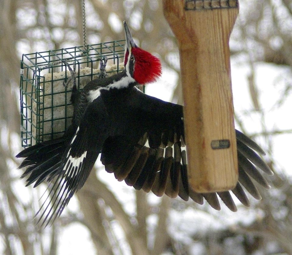 Mr. pileated woodpecker