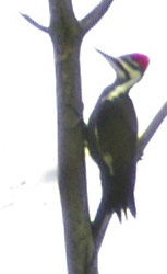 Pileated woodpecker on trunk