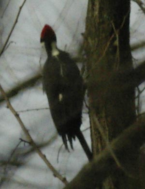 Pileated woodpecker from behind