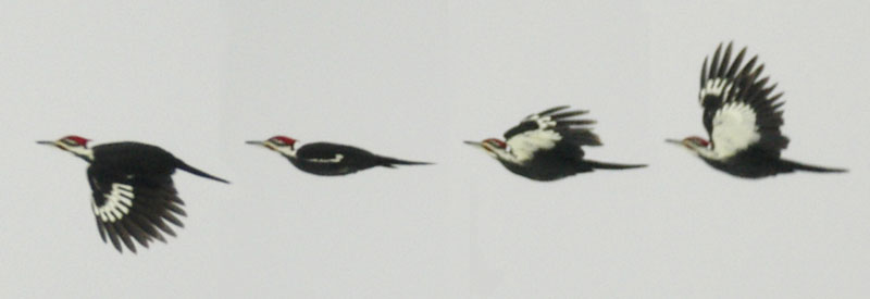 Pileated woodpecker in flight