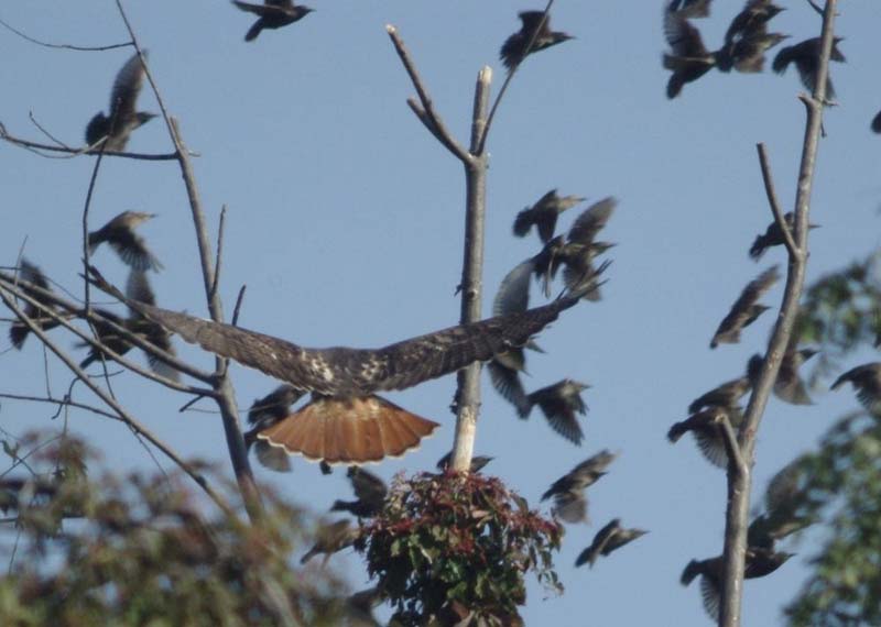 Red-tailed hawk flies into starlings