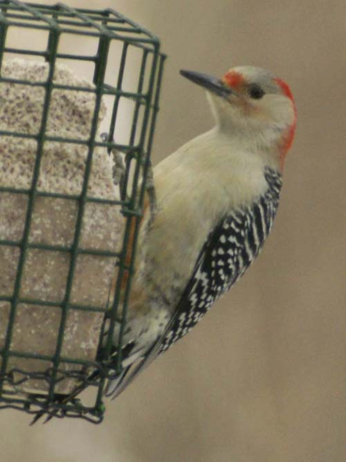Female red-bellied woodpecker by our suet feeder