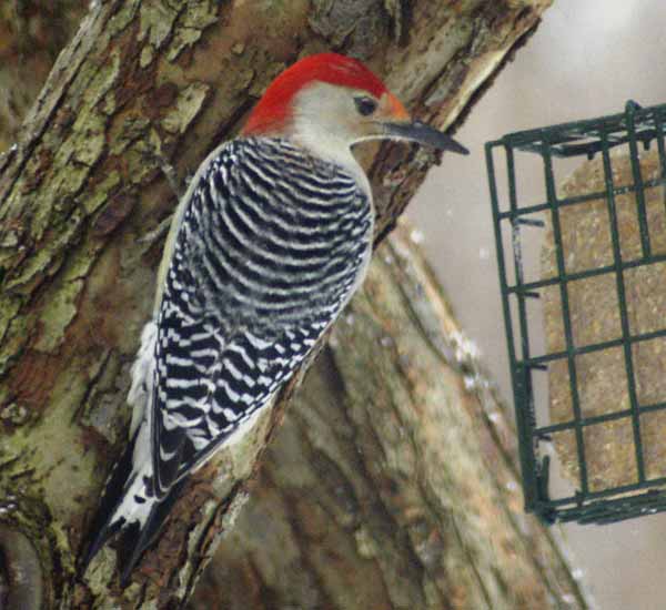 Red-bellied woodpecker by our suet feeder