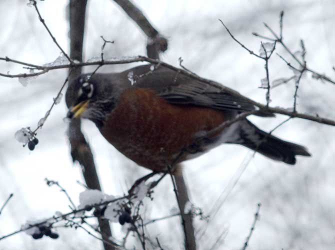 American robin nibbling berry