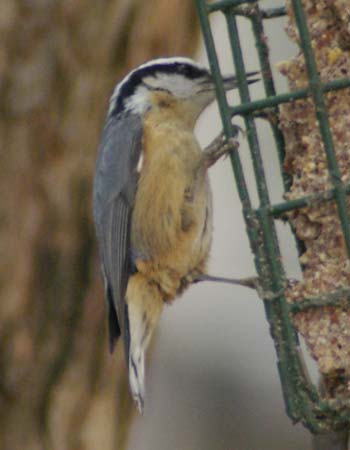 Rose-breasted nuthatch