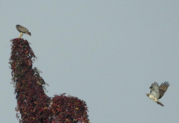 Red-tailed hawk calling and red-tailed hawk responding