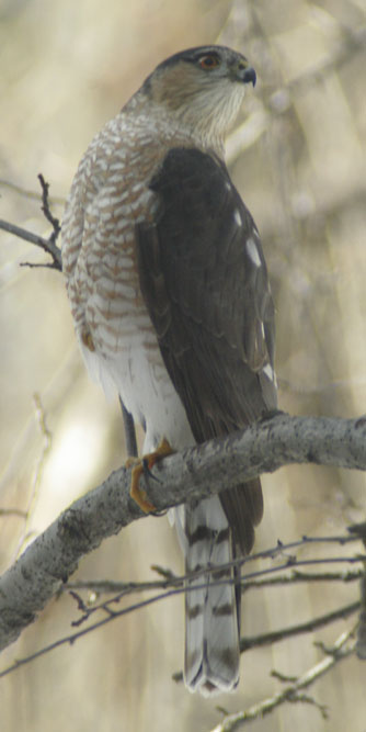 Sharp-shinned hawk, head turn