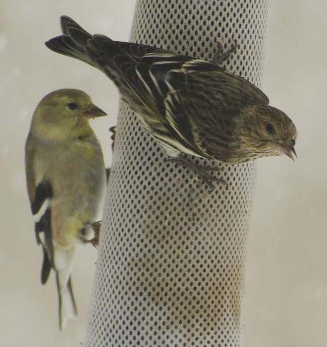 Goldfinch and pine siskin