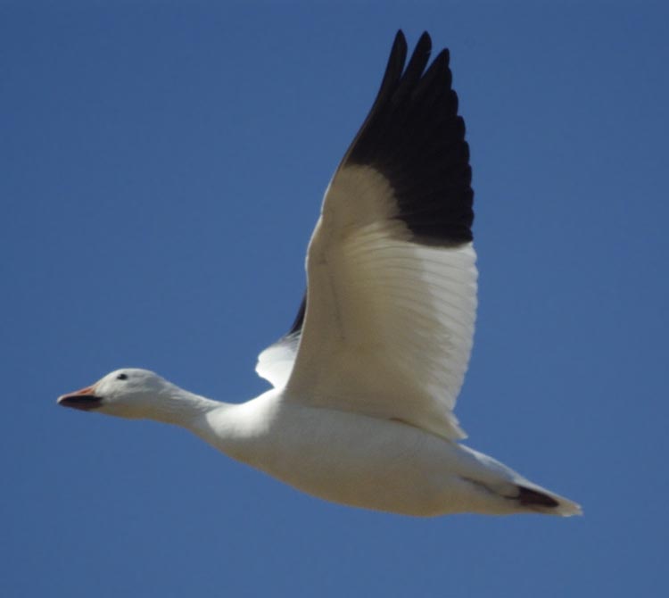 Snow goose flying, wings up