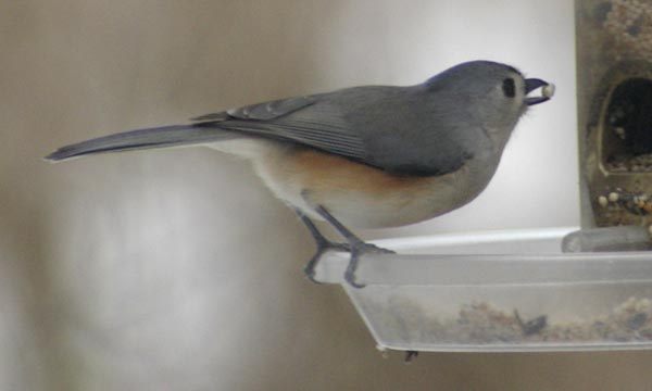 Titmouse at the tube feeder