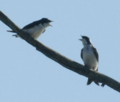 Tree swallows in conversation