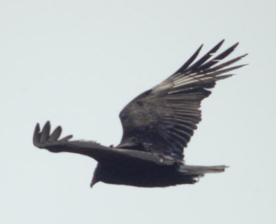 V-shape of turkey vulture in flight