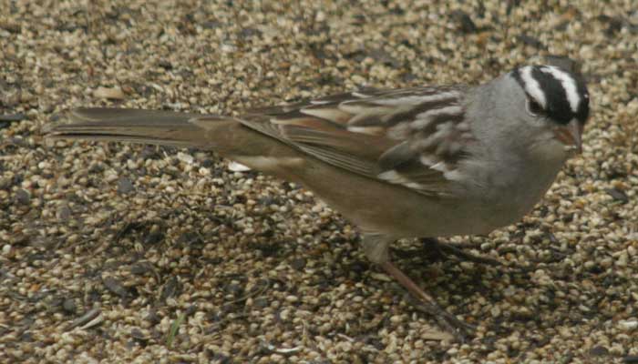 White-crowned sparrow - a ground feeder