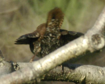 Winter wren, rear view