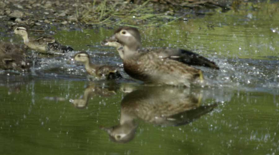 Mom wood duck and ducklings racing
