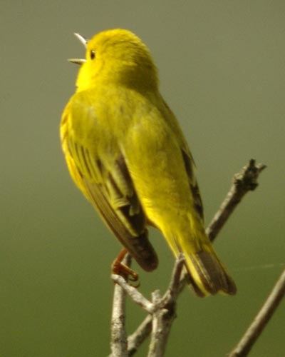 Yellow warbler singing