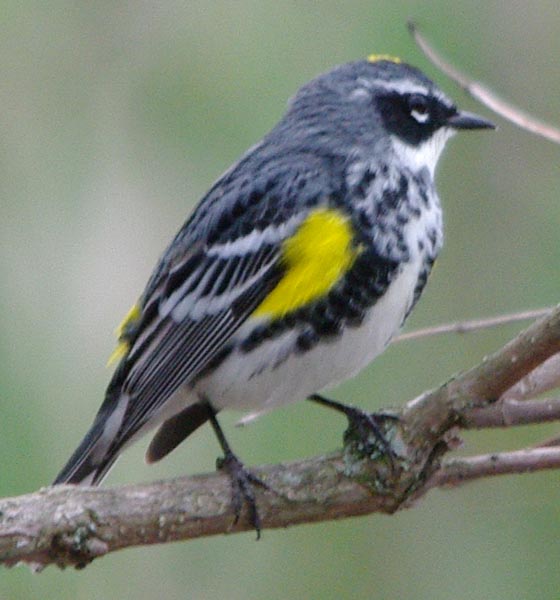 Yellow-rumped warbler, right side