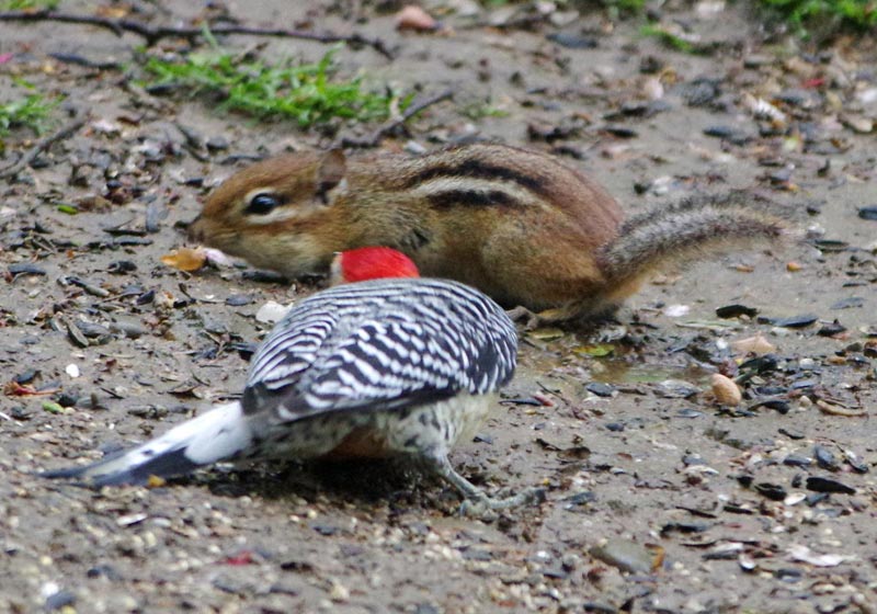Red-bellied woodpecker and chipmunk