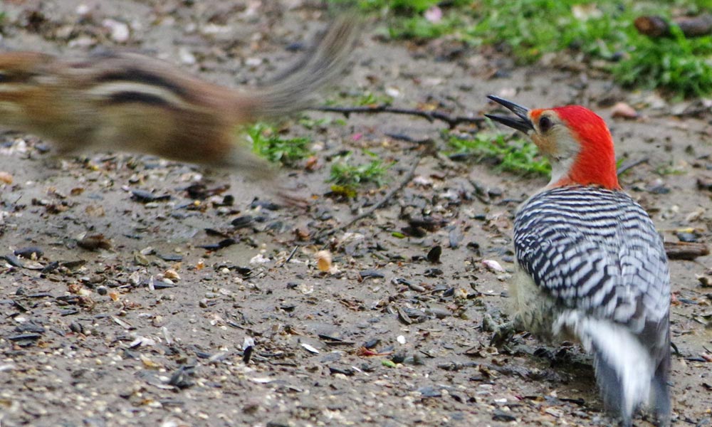 Red-bellied woodpecker and chipmunk