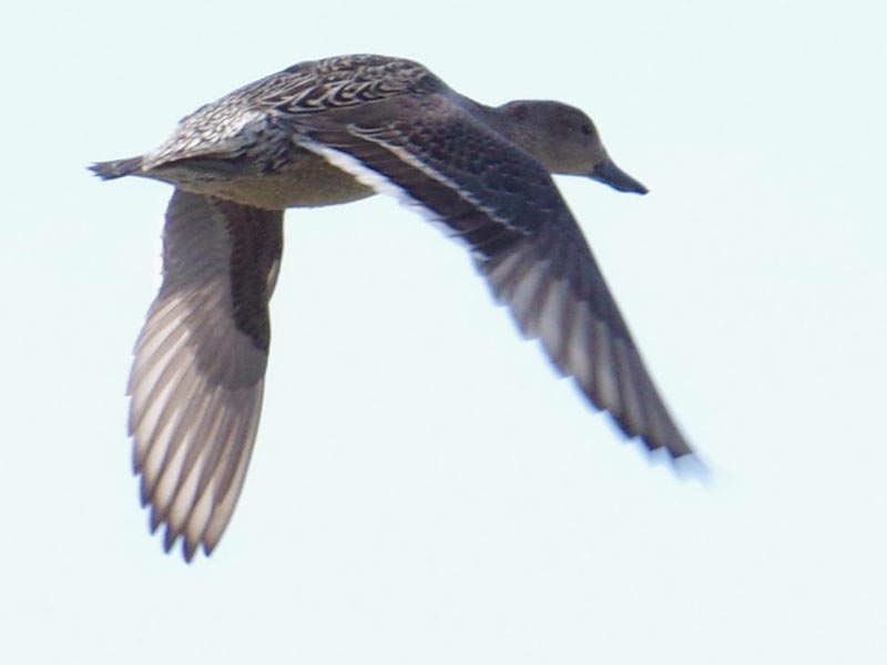 Female northern pintail