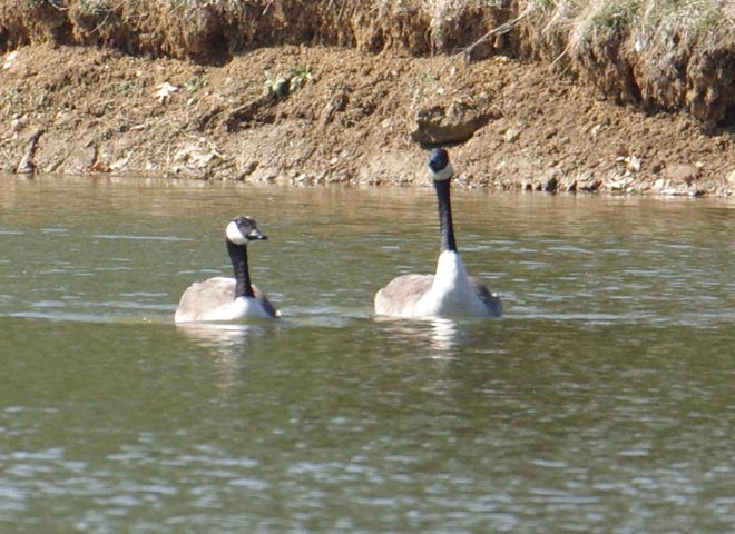 A second Canada goose pair in the distance