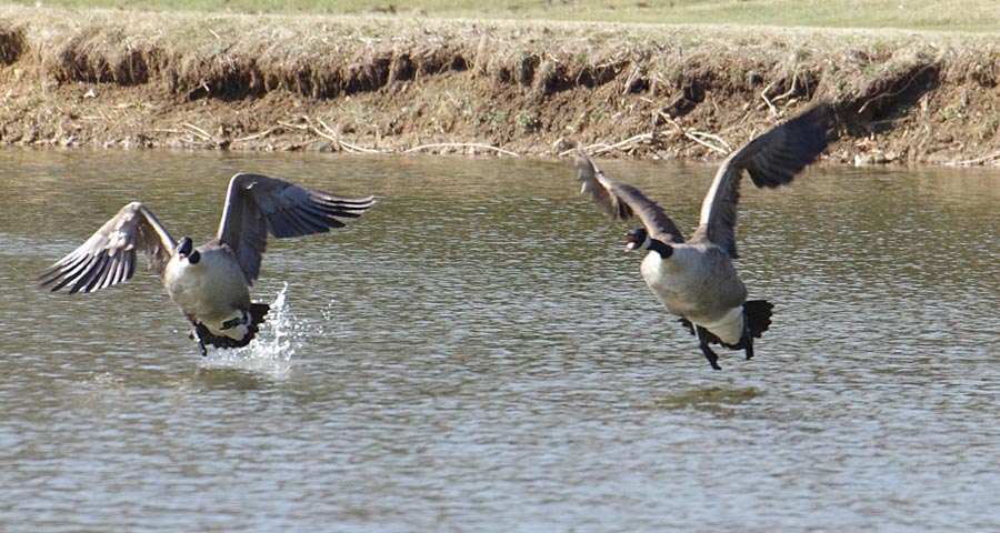 Canada goose pair in alarm mode