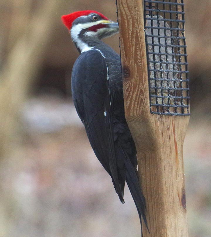 Pileated woodpecker on suet feeder